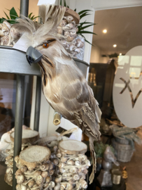 Papegaai naturel bruin, parrot