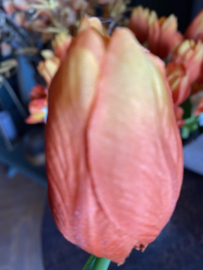 PTMD tulp oranje