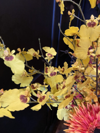 Lange tak mini orchidee geel