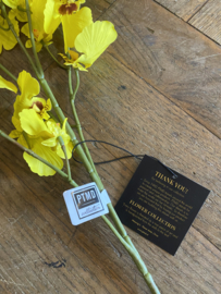 Lange tak mini orchidee geel