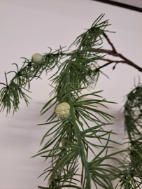 PTMD Larix 120cm