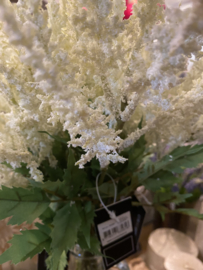 Astilbe Spirea wit merk Countryfield