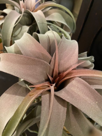 Tillandsia hoog 20cm doorsnede 25cm.