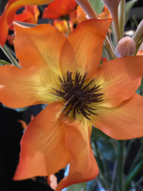 Clematis oranje 78cm