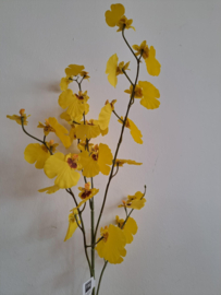 Lange tak mini orchidee geel