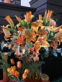 Oranje tijgerlelie