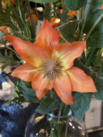 Clematis oranje 78cm