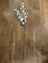 Partij 40 takken witte orchideeën