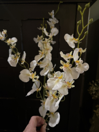 Partij 40 takken witte orchideeën