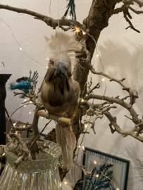 Papegaai naturel bruin, parrot