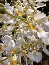 Partij 40 takken witte orchideeën