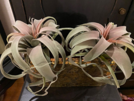Tillandsia hoog 20cm doorsnede 25cm.