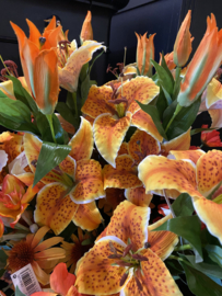 Oranje tijgerlelie
