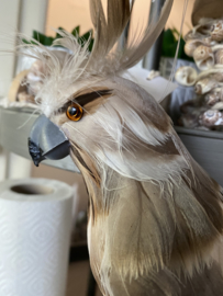 Papegaai naturel bruin, parrot