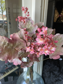 Purperklokje, Heuchera
