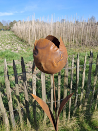 Tuinsteker tulp half dicht