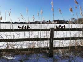 Vogeltjes groep voor op rand A