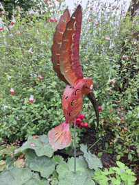 Medusa tuinsteker kolibrie -2-