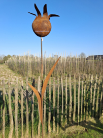 Tuinsteker wilde tulp