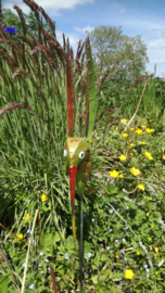 Medusa tuinsteker kolibrie -1-