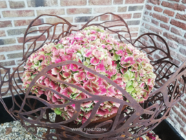 Hortensia schaal -L-