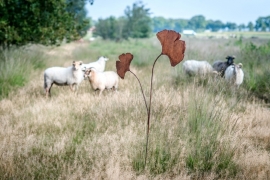 Tuinsteker ginko