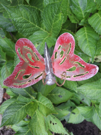 Medusa tuinsteker vlinder S -4-