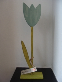 Tulp