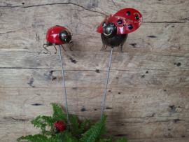 Tuinsteker/plantensteker lieveheersbeestje -M-