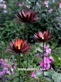 Tuinsteker Chrysant -S-