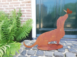 Teckel met vlinder op de neus