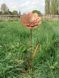 Tuinsteker boterbloem