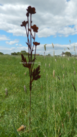 Tuinsteker Boterbloem 2D