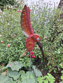 Medusa tuinsteker kolibrie -2-