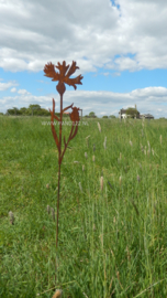 Tuinsteker Korenbloem 2D