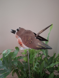 Tuinsteker/plantensteker vogel