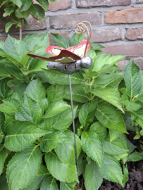 Medusa tuinsteker vlinder S -2-