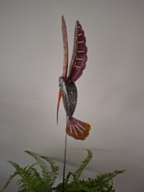 Medusa tuinsteker kolibrie -6-
