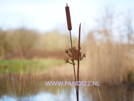 Lisdodde met kikker 3D