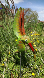 Medusa tuinsteker kolibrie -1-