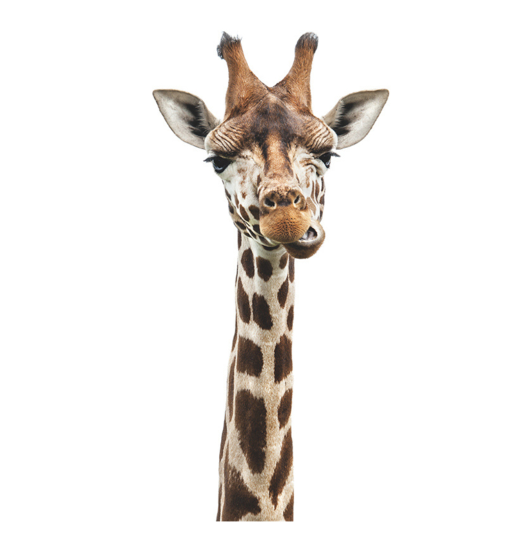 giraffe babykamer - kinderkamer beesten