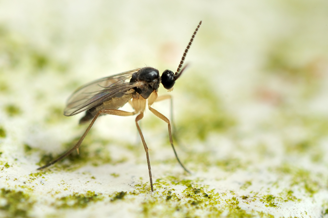 Varenrouwmug 1 shutterstock 67065043%20sciaradae