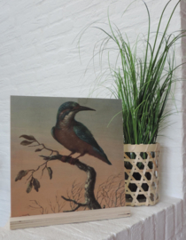 Print op hout 'Ijsvogel' 30x30cm, Pimpelmees