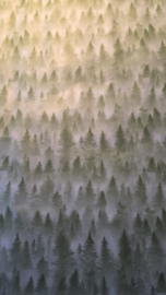 Wit - Groen - Bomen