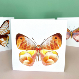 Postcards - La dolce vita du una farfalla - set van 4 stuks