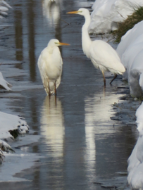 Vogelexcursie: Wintergasten kijken- 27/1