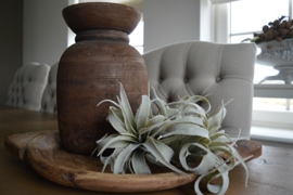 Kunst Tillandsia, maat M