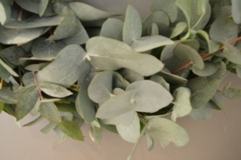 Verse handgebonden Eucalyptus-krans binnenkrans 30  cm