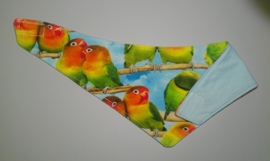 Papegaaien zeversjaaltje