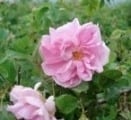 Rozen zeep  - Lovely Rose Beauty Bar -